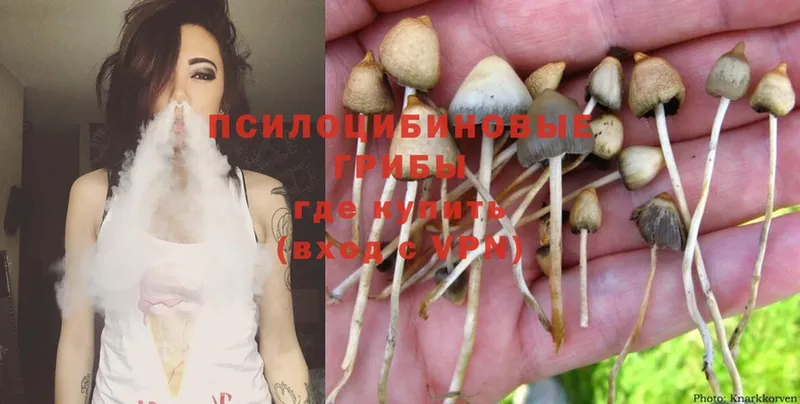 закладки  blacksprut   Псилоцибиновые грибы Psilocybine cubensis  Котельники 